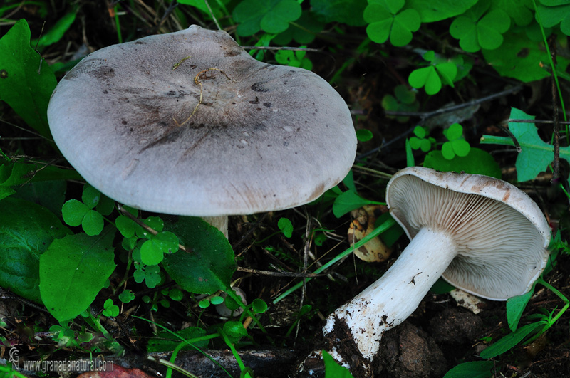 Lepista panaeolus(Fr.) P. Karst. , 1879 . Hongos de Granada