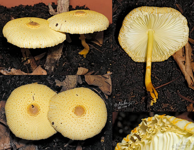 Leucocoprinus birnbaumii (Corda) Singer 1962 . Hongos de Granada