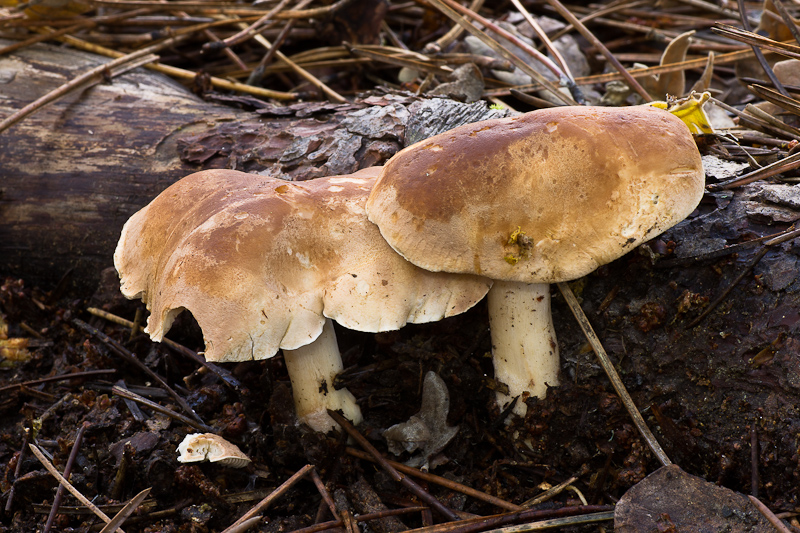 Leucopaxillus gentianeus (Qul) Kotlaba. Hongos de Granada