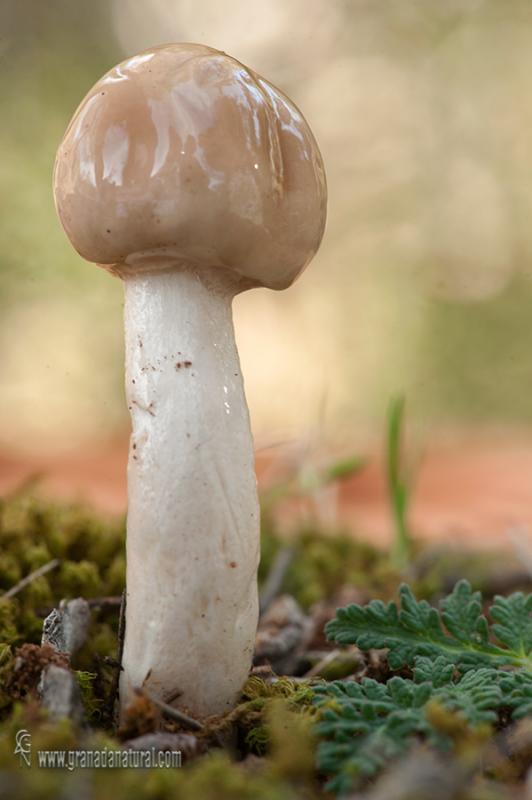 Limacella furnacea. Hongos de Granada