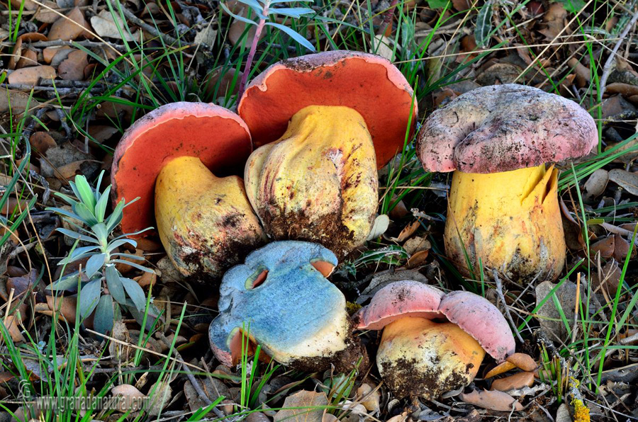 Boletus lupinus Fr. grupo. Hongos de Granada