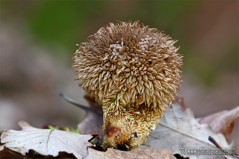 Lycoperdon echinatum Pers.:Pers.  Gasterales de Granada