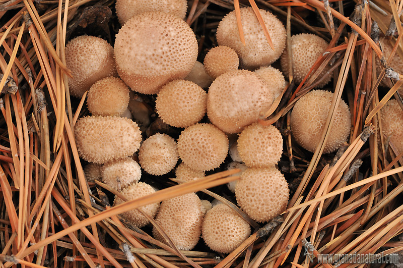 Morganella pyriformis(Schaeff.) Kreisel & D. Krger 2003.Hongos de Granada