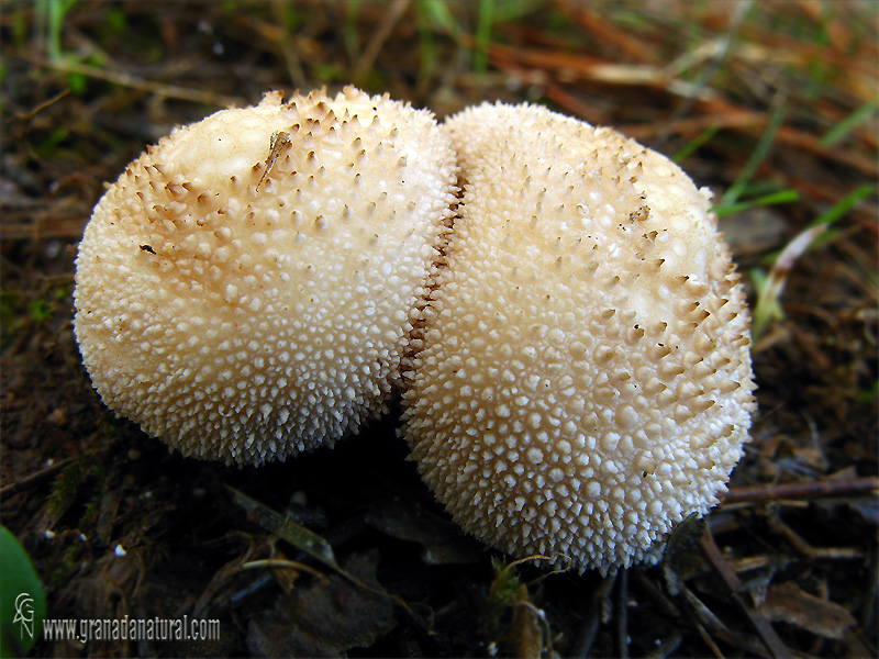 Lycoperdon perlatum Pers.: Pers.. Gasterales de Granada