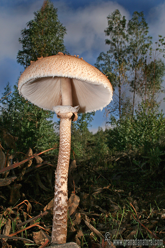 Macrolepiota procera