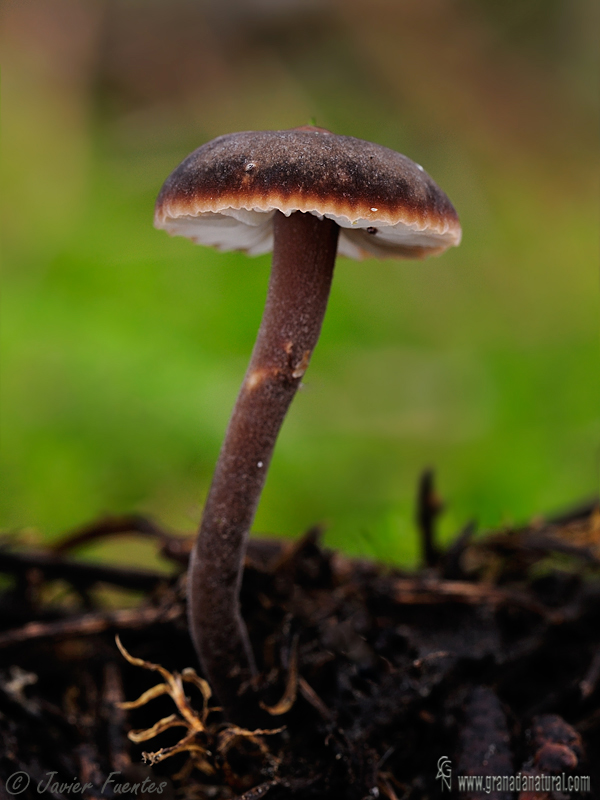 Macrocystidia cucumis. Hongos de Granada