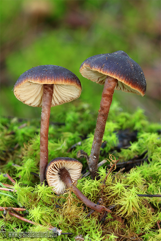 Macrocystidia cucumis (Pers.: Fr.) Heim.. Hongos de Granada