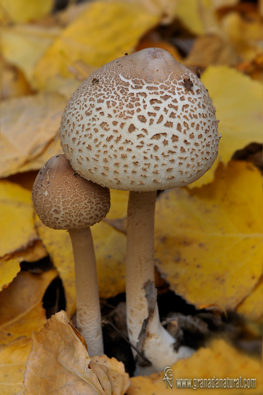 Macrolepiota mastoidea  (Fr.) Singer . Hongos de Granada