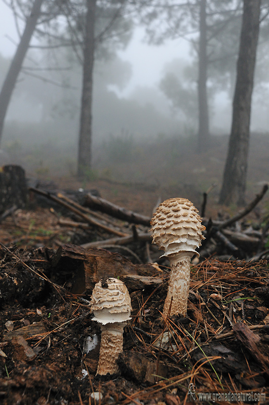 Macrolepiota procera hábitat. Hongos de Granada