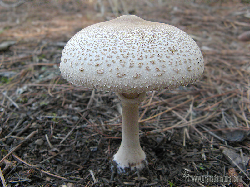 Macrolepiota mastoidea