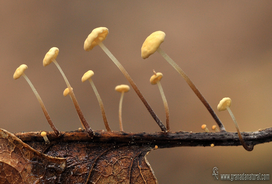 Marasmius epiphyllus (Pers. ex Fr.). Hongos de Granada