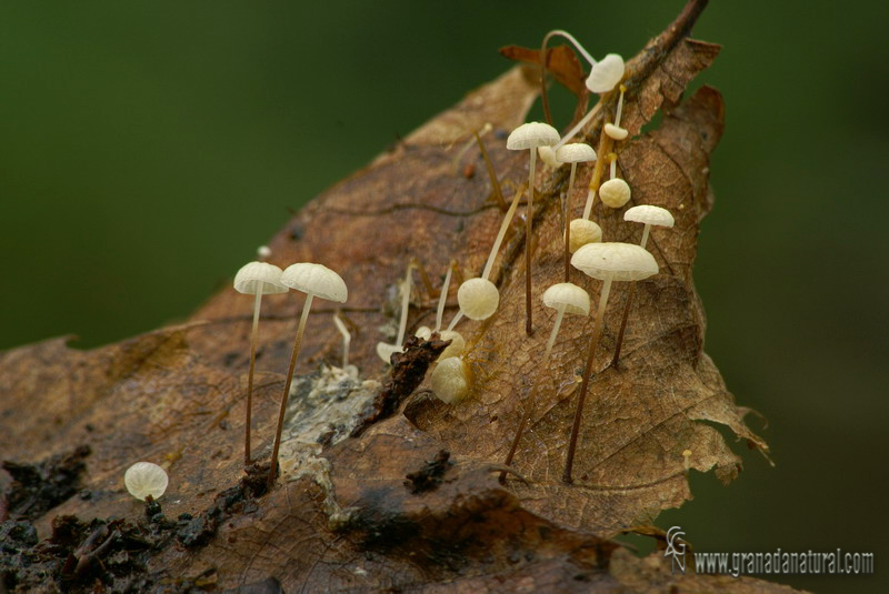 Marasmius epiphyllus (Pers. ex Fr.).Hongos de Granada