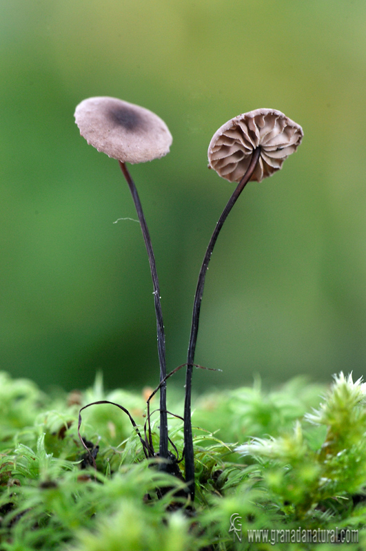 Marasmius androsaceus (L.: Fr.) Fr. Hongos de Granada