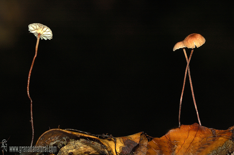 Marasmius quercophilus. Hongos de Granada.