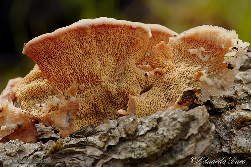 Merulius tremellosus Schrad ( himenio). Hongos de Granada