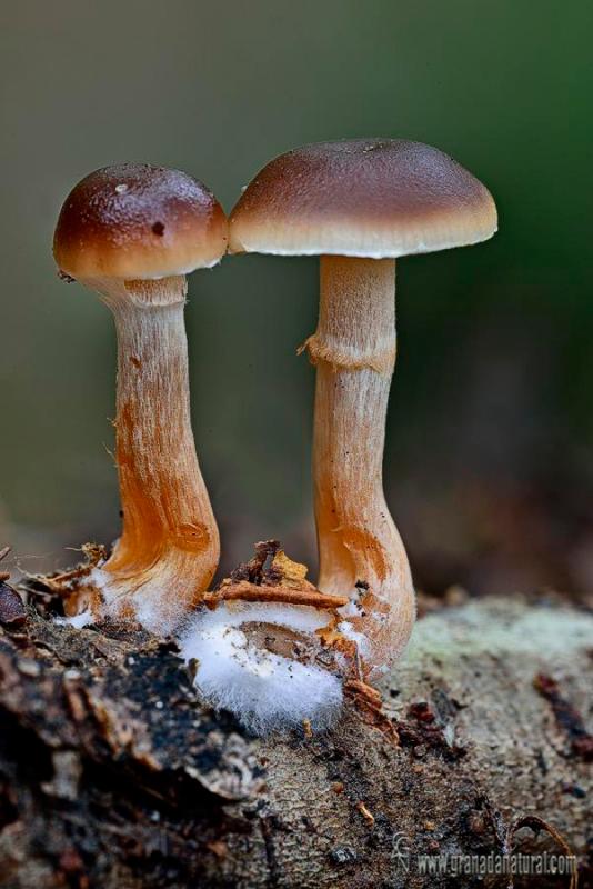 Metteomyces dissimulans. Hongos de Granada