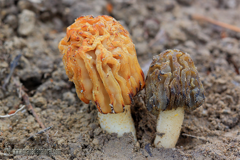 Mitrophora semilibera (DC.)Lév. Ascomycetes de Granada