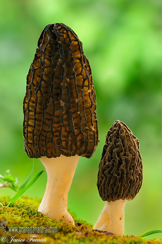 Morchella elata Fr.Ascomycetes de Granada