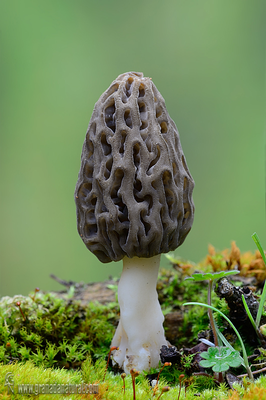 Morchella elata. Ascomycetes de Granada