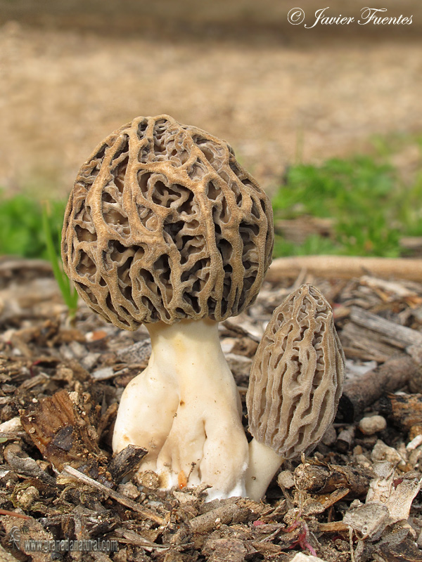 Morchella conica (Pers.) Boud. Setas de Granada