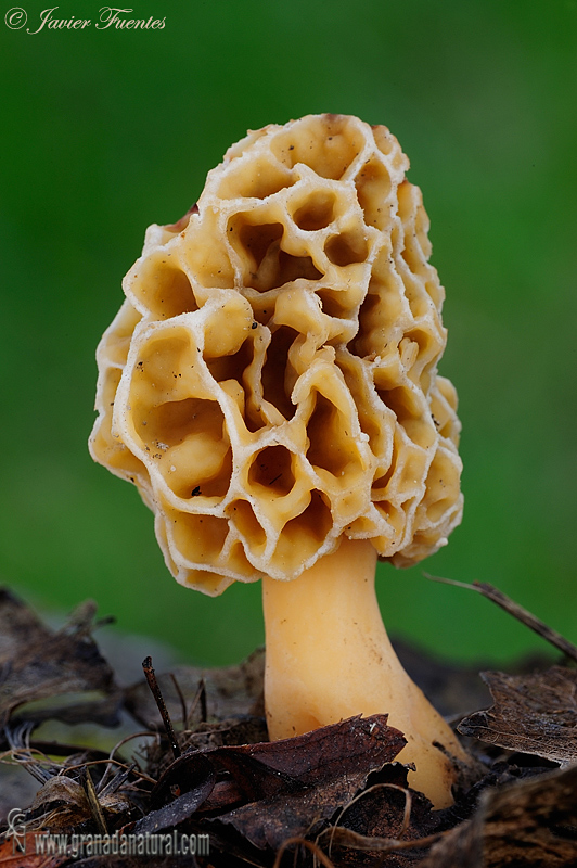 Morchella esculenta var. rotunda. Ascomycetes de Granada