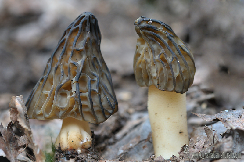 Mitrophora semilibera.  Setas de Granada