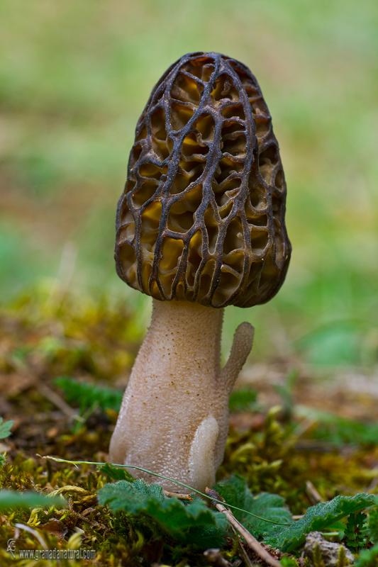 Morchella inamoena Boudier. Ascomycetes de Granada