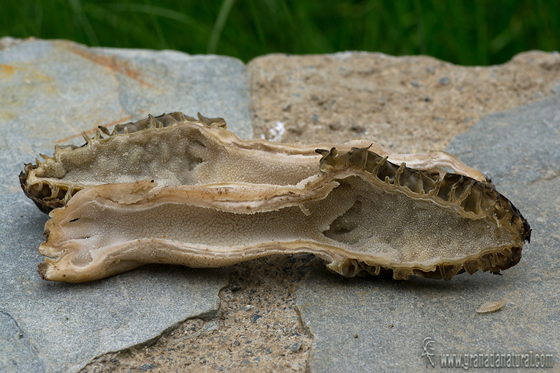 Morchella inamoena Boudier valecula . Ascomycetes de Granada