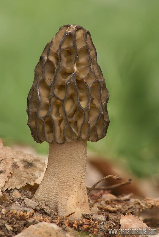 Morchella intermedia Boud. Ascomycetes de Granada