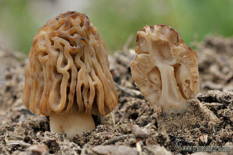 Morchella populiphila.Ascomycetes de Granada