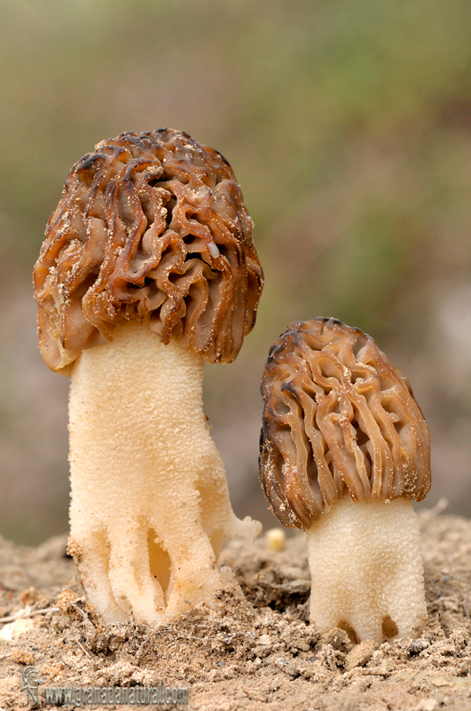 Morchella populiphila 3 . Ascomycetes de Granada