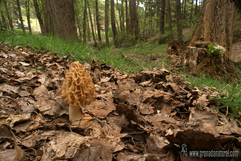 Morchella rigida (Krombh.) Boud. 1897 . Ascomycetes de Granada