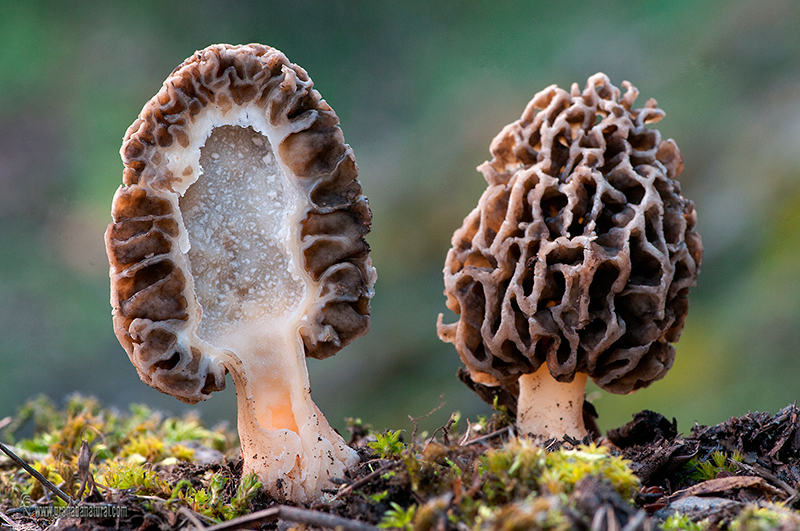 Morchella vulgaris corte. Ascomycetes de Granada