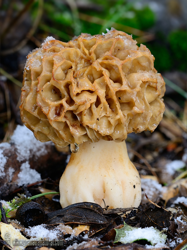 Morchella vulgaris (Pers.) Boudier