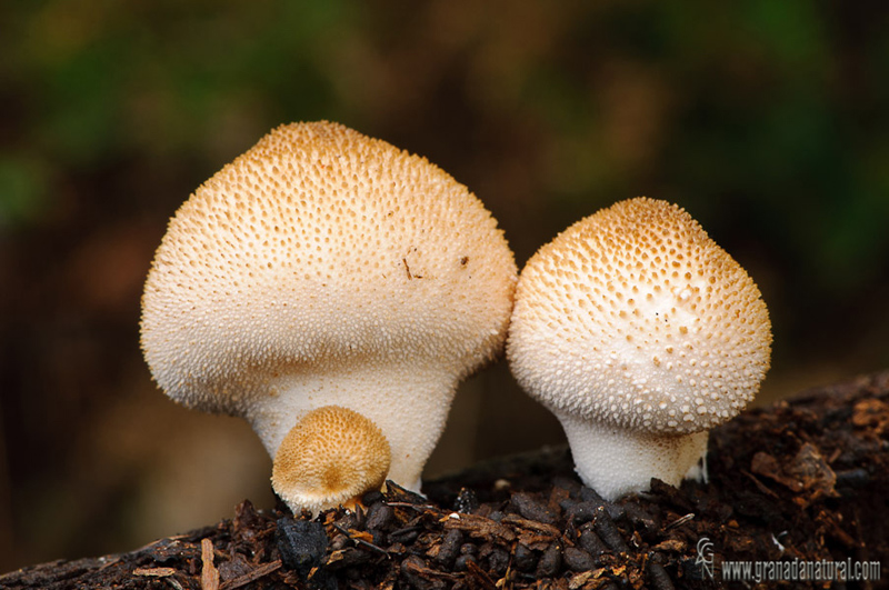 Morganella pyriformis (detalle).Hongos de Granada