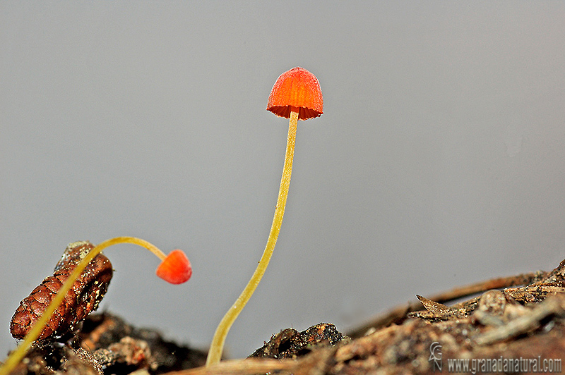 Mycena acicula