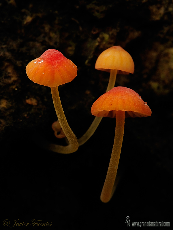 Mycena acicula (Sch.) Kumm. Hongos de Granada 