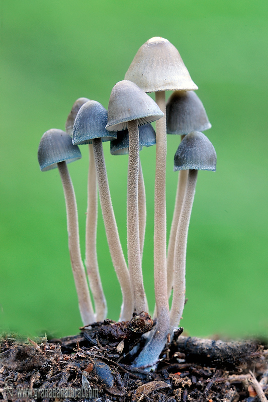 Mycena amicta (Fr.) Quéll.. Hongos de Granada