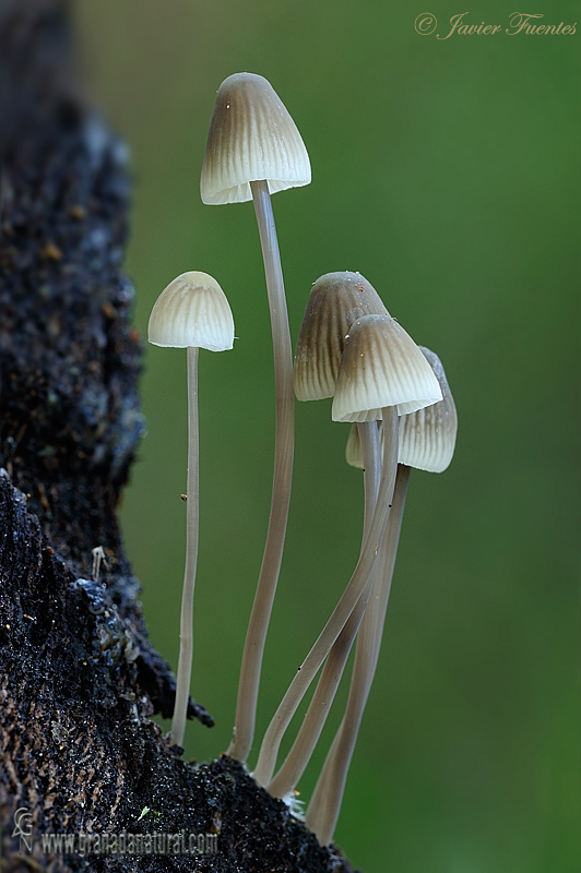 Mycena arcangeliana  Bresad. et Barzal. Hongos de Granada