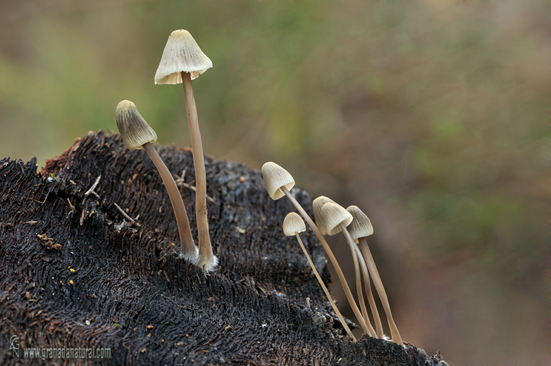 Mycena arcangeliana, Hongos de Grananda