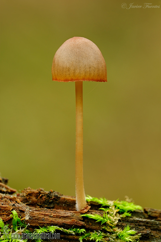 Mycena aurantiomarginata. Hongos de Granada