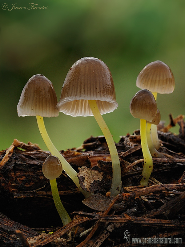 Mycena epipterygia var. viscosa