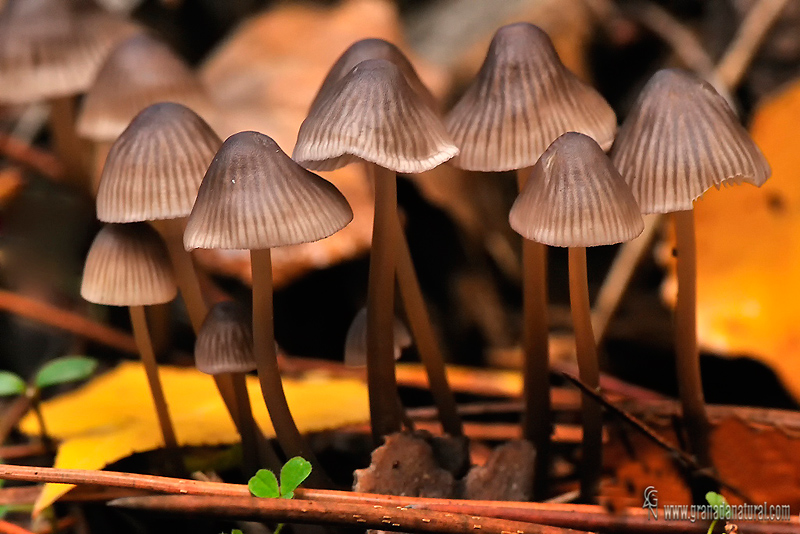 Mycena galopus. Hongos de Granada