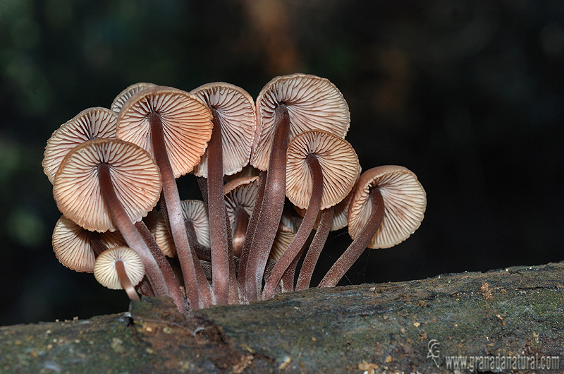 Mycena haematopus himenio