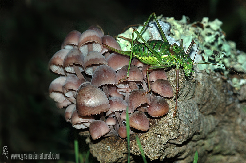 Mycena haematopus. Hongos de Granada.