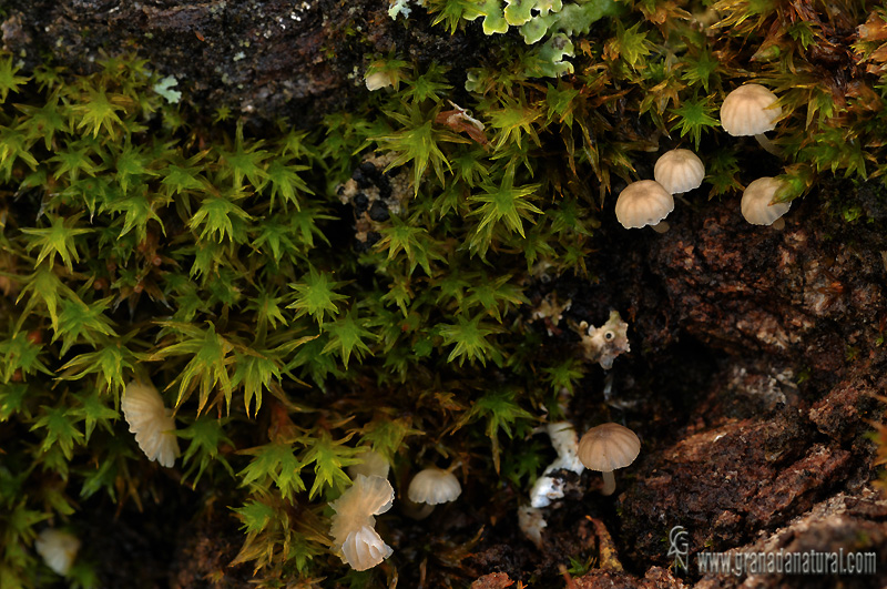 Mycena hiemalis.Hongos de Granada