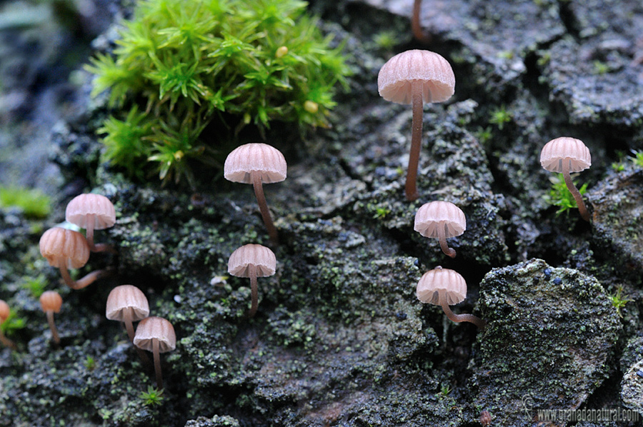 Mycena meiligena. Hongos de Granada