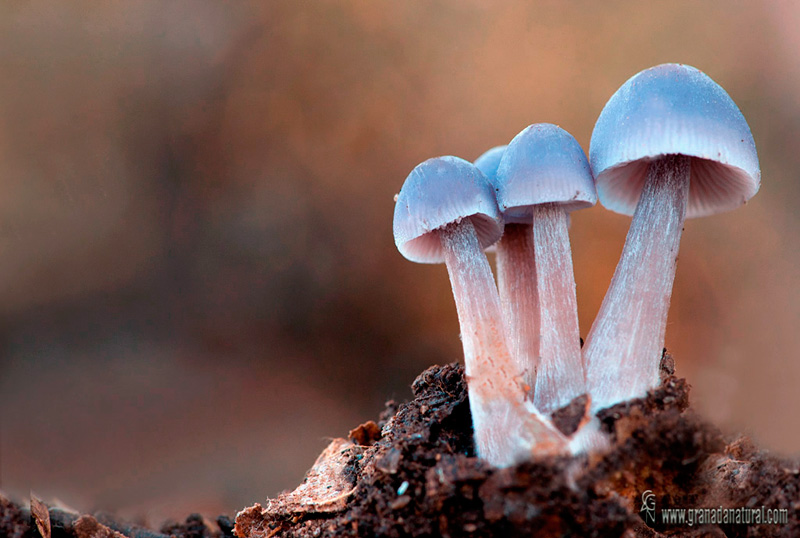 Mycena pura fase inicial. Hongos de Granada