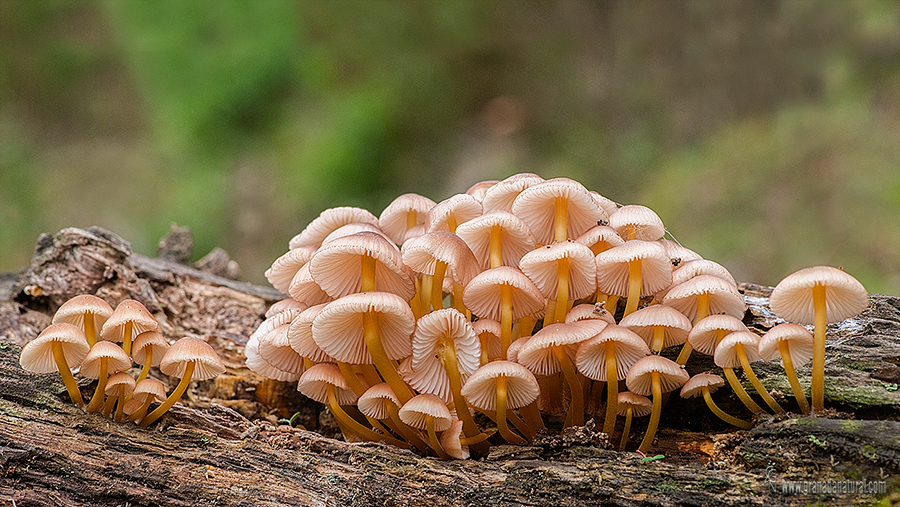 Mycena renati Quel.  Hongos de Aroche