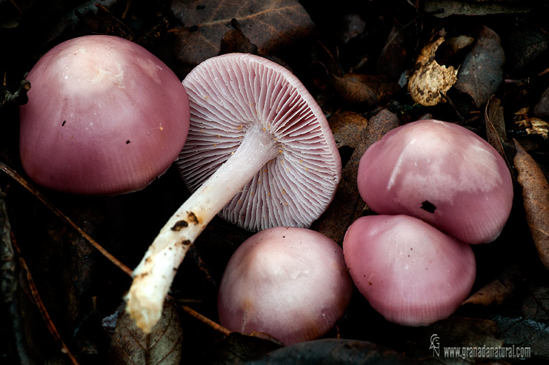 Mycena rosea (grupo).Hongos de Grananda